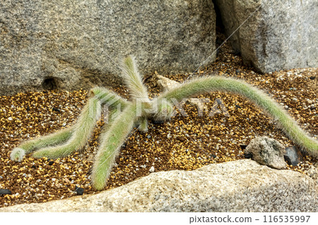 Hildewintilla String Cactus, also known as the cat's tail Hildewintilla String Cactus, also known as the cat's tail 116535997
