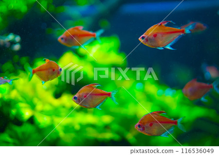 一群熱帶魚 一群熱帶魚 116536049