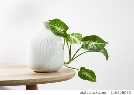Syngonium wendlandii Schott in a minimalist white vase against a simple background. Syngonium wendlandii Schott in a minimalist white vase against a simple background. 116536070
