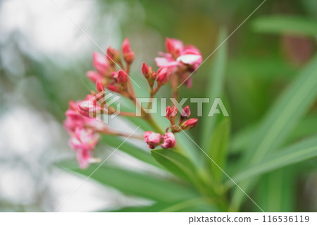 紅花	 116536119