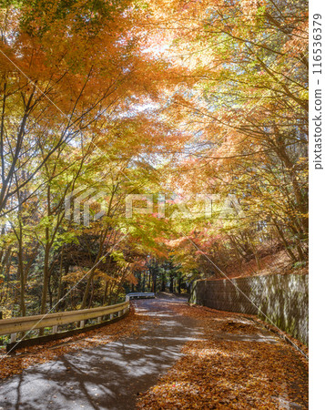 秋葉的圖像 116536379