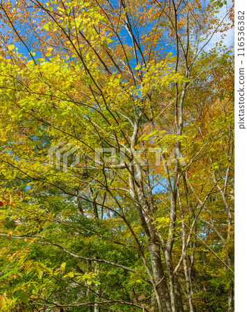 Image of autumn leaves 116536382