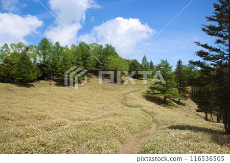 阿瑪瑞山 116536505