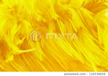 Beautiful yellow color bird feathers pattern texture background. 116536656