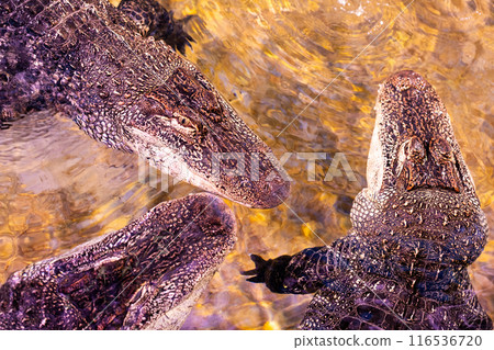 Three crocodiles in shallow water, showing textured details in their natural habitat Three crocodiles in shallow water, showing textured details in their natural habitat 116536720