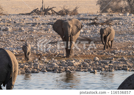 Bathing Elephants in Etosha 116536857