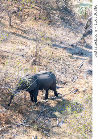 Aerial shot of an African elephant Aerial shot of an African elephant 116536866