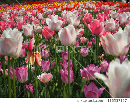 鬱金香花田 116537137