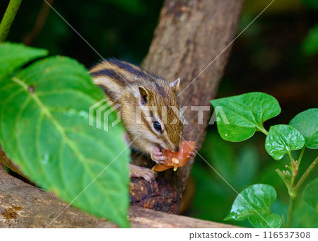 chipmunk eating on a tree chipmunk eating on a tree 116537308