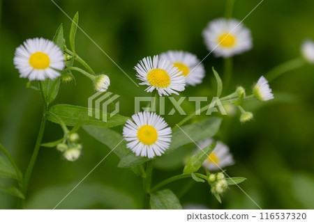 Beautiful weed: Elephant annuus 116537320