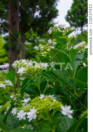 繡球花盛開在雨季的清除 繡球花盛開在雨季的清除 116537413