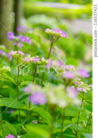 繡球花盛開在雨季的清除 116537421