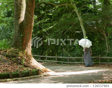 A senior woman walking with a parasol on a park path in the summer afternoon and a forest landscape A senior woman walking with a parasol on a park path in the summer afternoon and a forest landscape 116537865