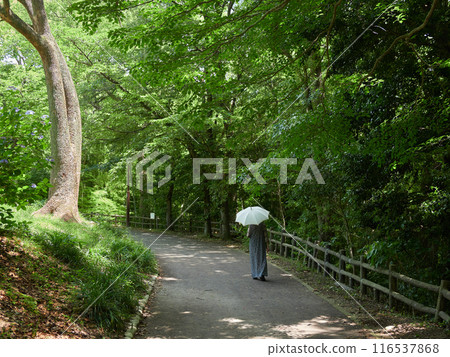 A senior woman walking with a parasol on a park path in the summer afternoon and a forest landscape A senior woman walking with a parasol on a park path in the summer afternoon and a forest landscape 116537868