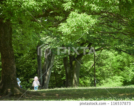 幼兒園的孩子們在夏季公園玩耍 116537873
