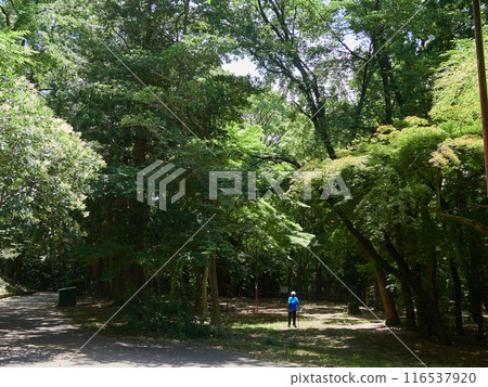 A senior man exercising in the woods at a summer park 116537920