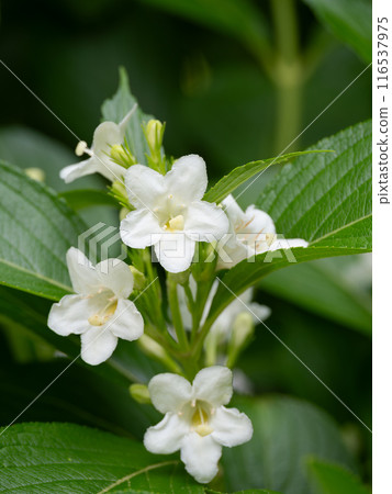 Beautiful white Deutzia 116537975
