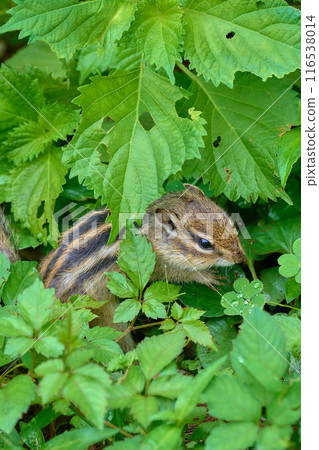 A Hokkaido chipmunk staring at me A Hokkaido chipmunk staring at me 116538014