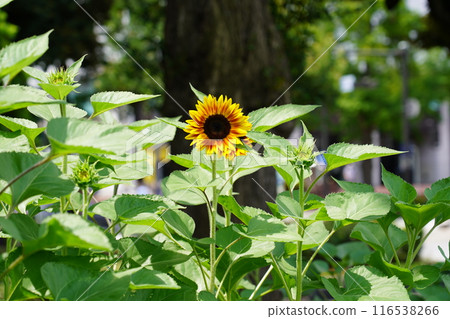 Sunflower in Yamashita Park Sunflower in Yamashita Park 116538266