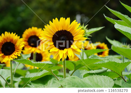 山下公園向日葵 116538270