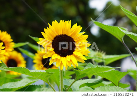 Sunflower in Yamashita Park 116538271