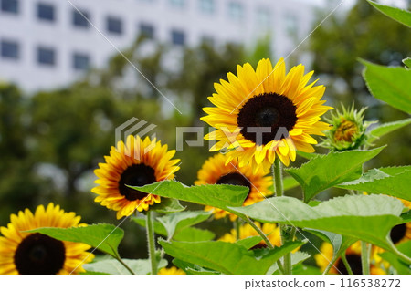 Sunflower in Yamashita Park 116538272