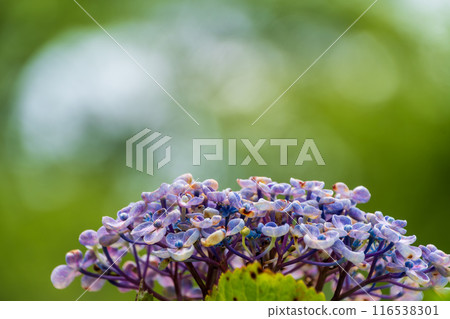 藍色繡球花 116538301