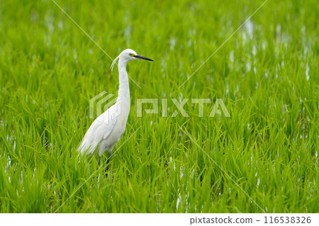 一隻小蒼鷺在稻田裡尋找食物 116538326