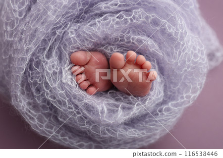 The tiny foot of a newborn. Soft feet of a newborn in a purple lilac woolen blanket. Close up of toes, heels and feet of a newborn baby. Studio Macro photography. Woman's happiness. 116538446