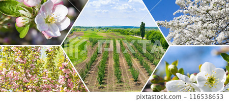 Spring garden with flowering trees. Collage. Wide photo. 116538653
