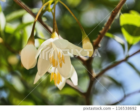 White Egonok flower White Egonok flower 116538692