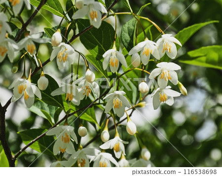 白Egonok花 白Egonok花 116538698