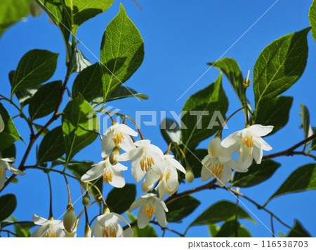 White Egonok flower White Egonok flower 116538703