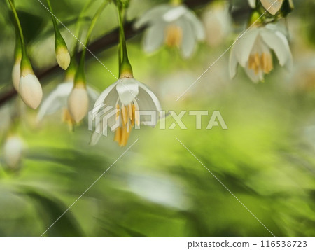 Styrax flower Styrax flower 116538723
