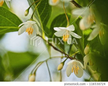 Styrax flower　 116538724