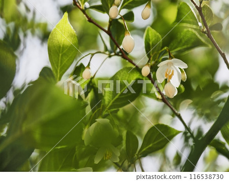 安息香花　 116538730