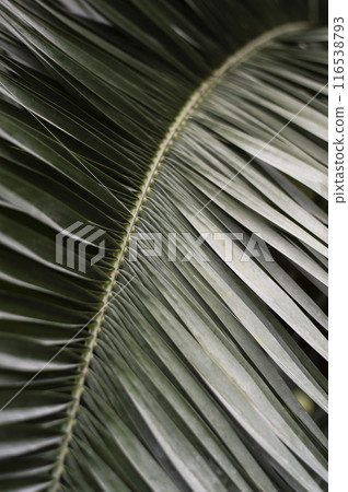 Close up background of a palm leaf Close up background of a palm leaf 116538793