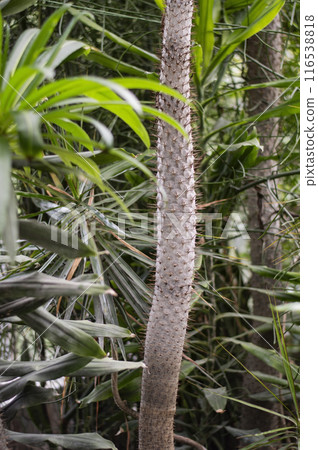 Close up of a Cactus in a botanical garden 116538818