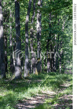 Springtime in a sessile oak (Quercus petraea) forest in Hungary 116538822