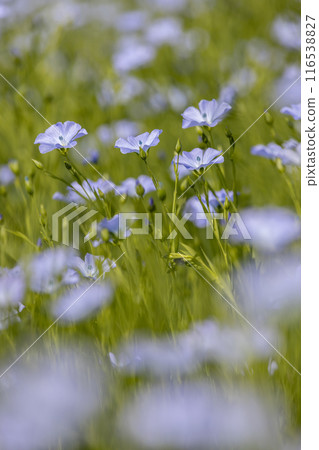 Beautiful blue flax flowers. Flax blossoms. Selective focus, close up. Agriculture, flax cultivation. Field of many flowering plants (linum usitatissimum). Linum blooms 116538827