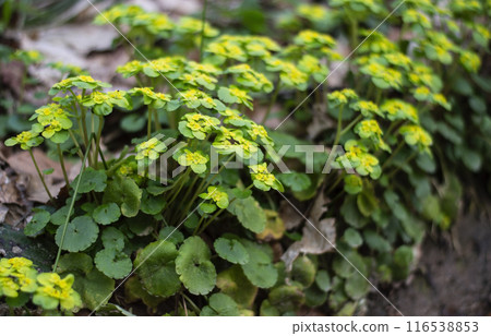 Chrysosplenium alternifolium texture side view Chrysosplenium alternifolium texture side view 116538853