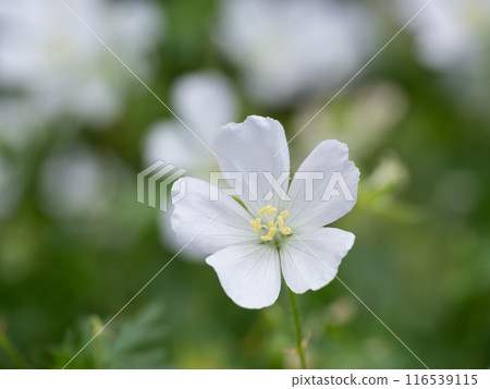 Geranium sanguineum white flower Geranium sanguineum white flower 116539115