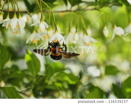 雄性木蜂從安息香花中吸取花蜜 116539157