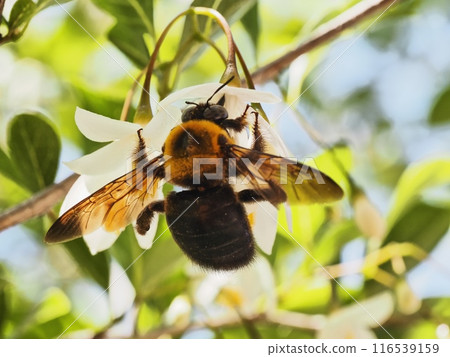 雄性木蜂從安息香花中吸取花蜜 雄性木蜂從安息香花中吸取花蜜 116539159