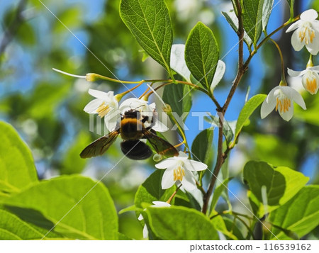 A male Japanese carpenter bee sucking nectar from a snowbell flower 116539162