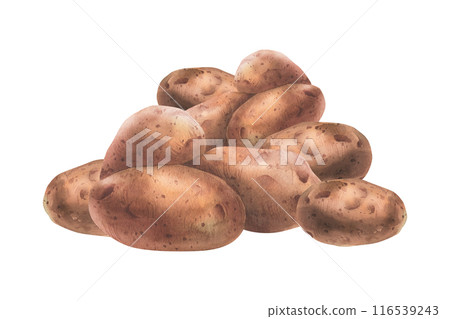 Red potatoes in brown skins, a pile of whole tubers. Watercolor illustration, hand-drawn on the theme of harvest, cooking food packaging, vegetable shop design. Composition isolated from background Red potatoes in brown skins, a pile of whole tubers. Watercolor illustration, hand-drawn on the theme of harvest, cooking food packaging, vegetable shop design. Composition isolated from background 116539243