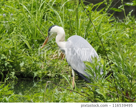 A grey heron searching for food in a pond 116539495
