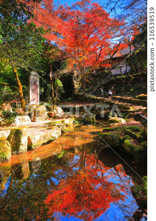 [Hyogo Prefecture] Kogenji Temple with symmetrical autumn leaves 116539519