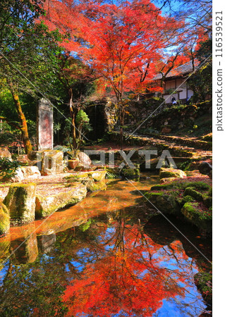 [Hyogo Prefecture] Kogenji Temple with symmetrical autumn leaves 116539521