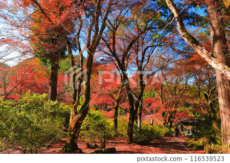 [Hyogo Prefecture] Kogenji Temple with autumn leaves 116539523